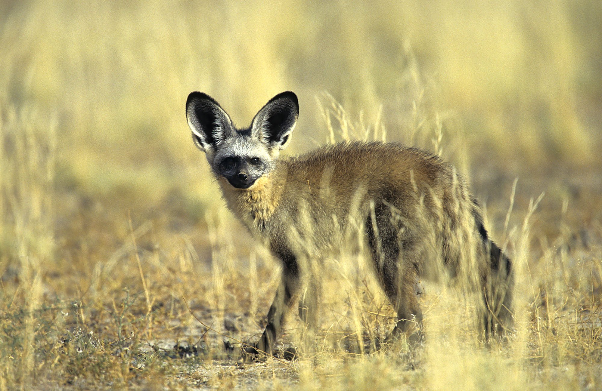 Kalahari Anib Campsite