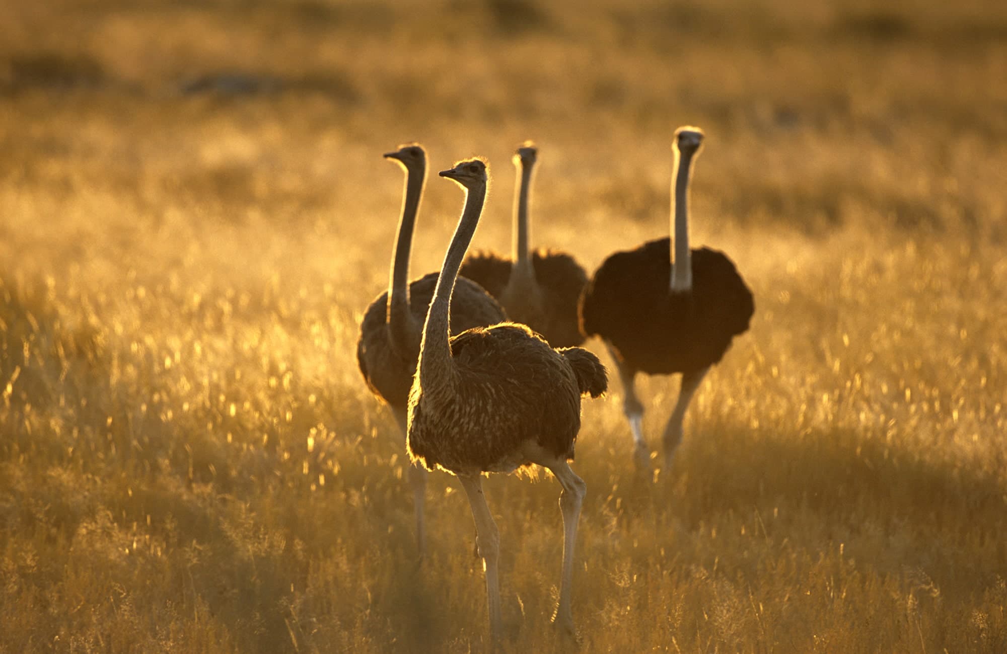 Ostriches