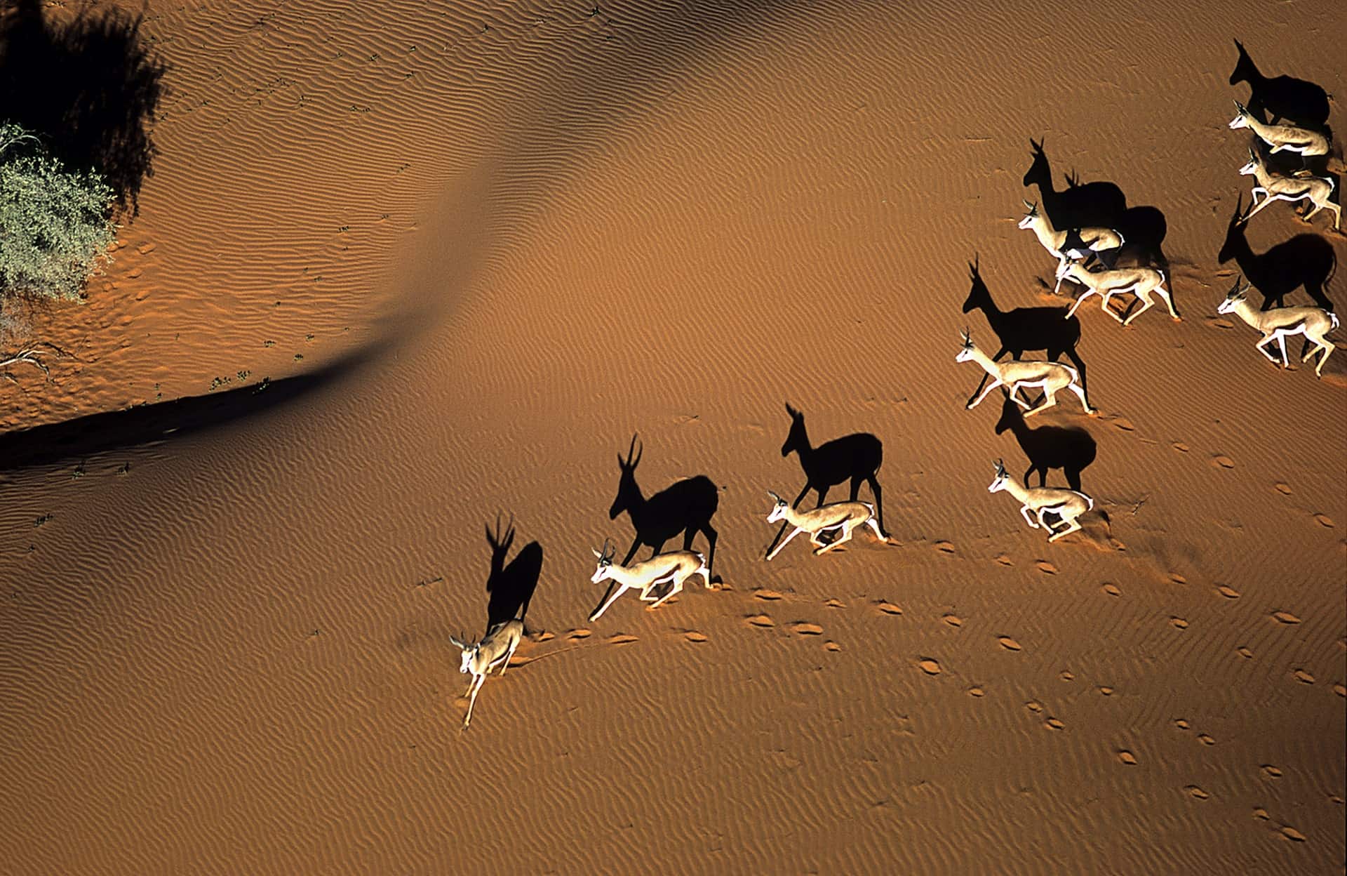 Springbok in the Kalahari, Namibia