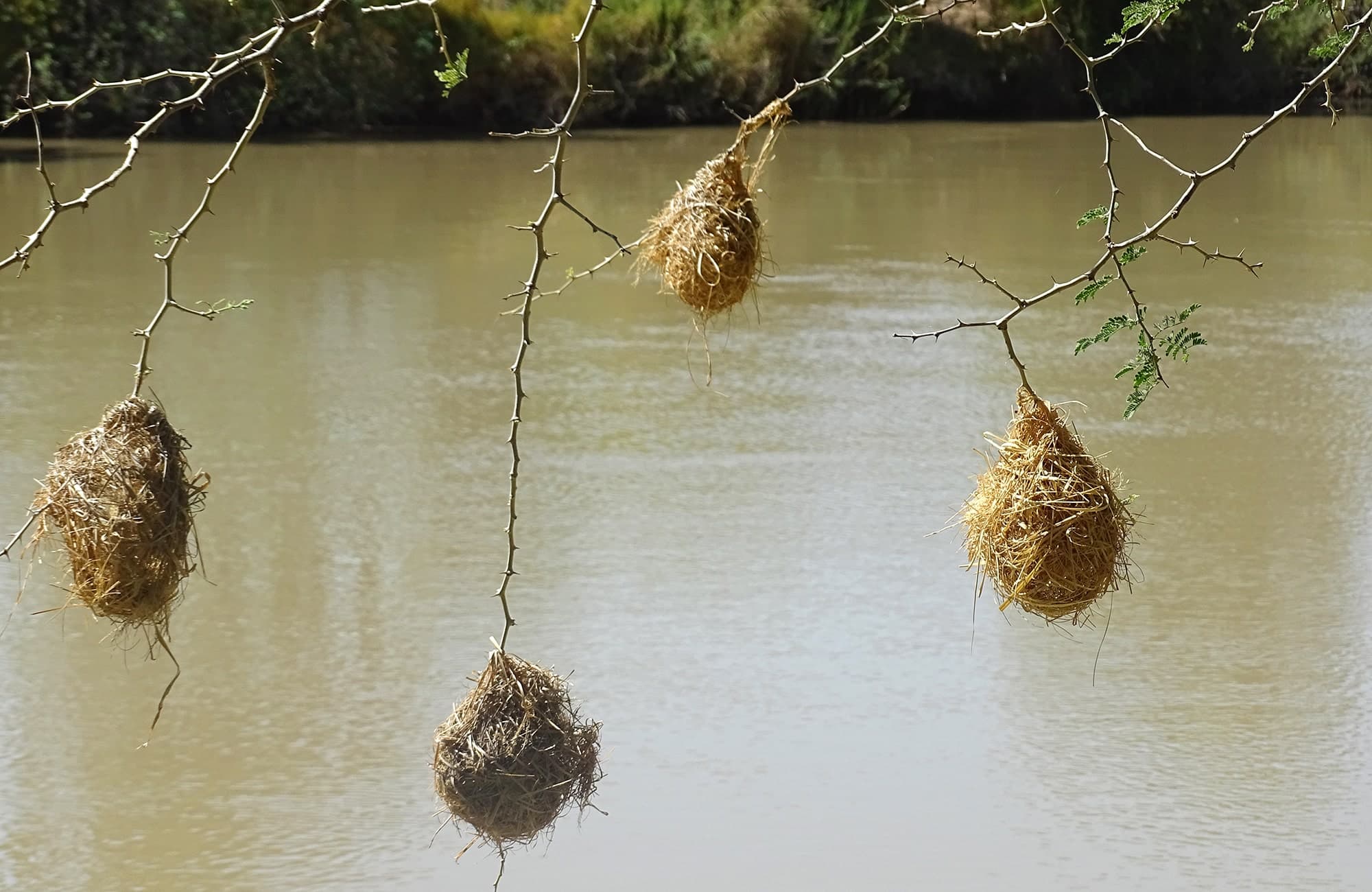 Bird Nests
