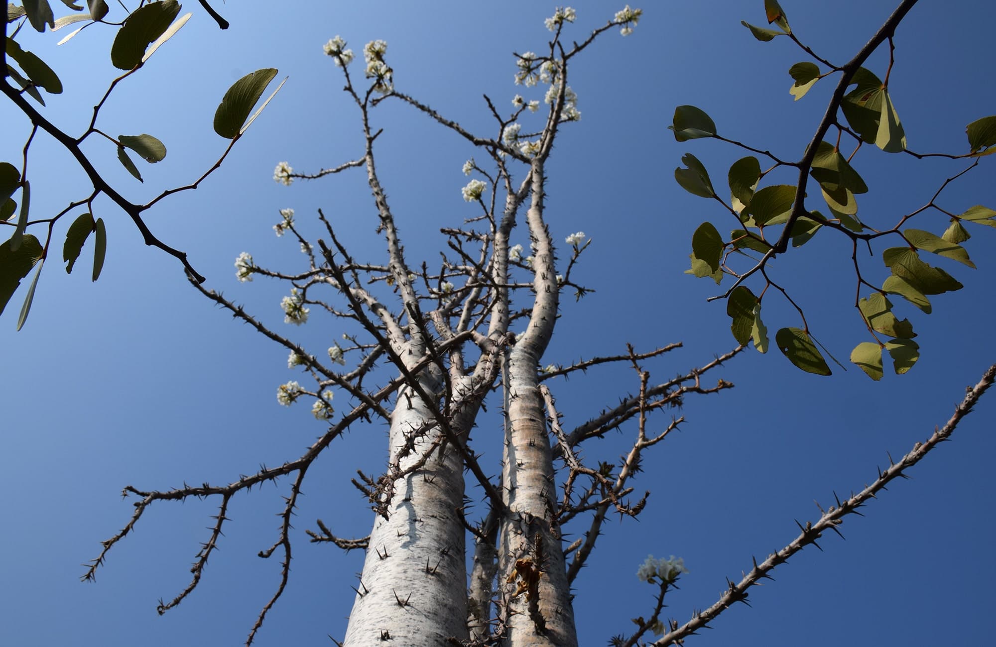 Tree in Kaokoland