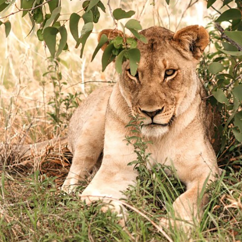 Lioness in Etosha, Namibia