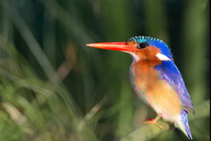 MALACHITE KINGFISHER