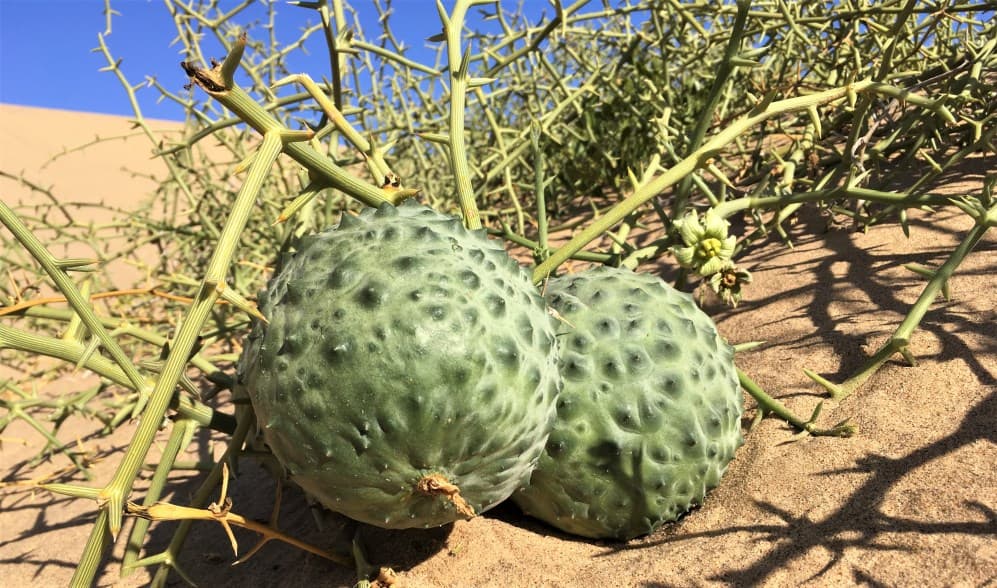!Nara plant in Namibia