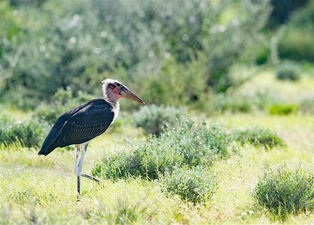 Kalahari Anib Lodge