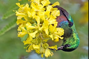 MARICO SUNBIRD