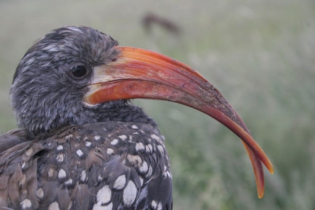 Monteiro’s Hornbill 