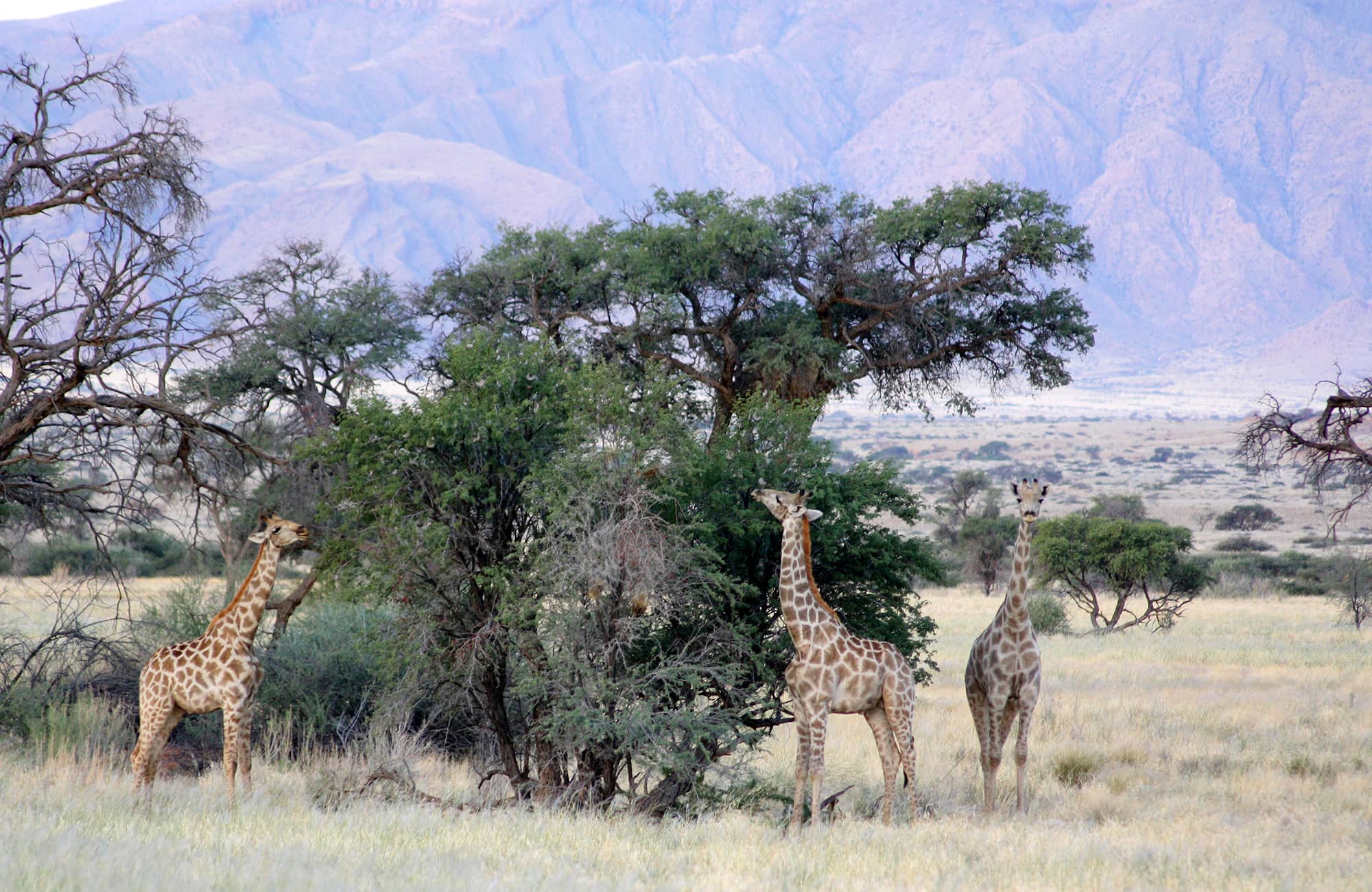 Namib Desert Campsite