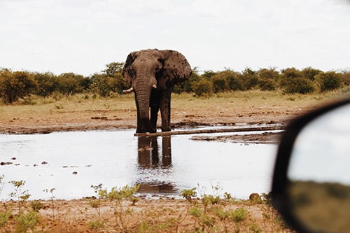 Elephant in Etosha, photo taken from car, Namibia