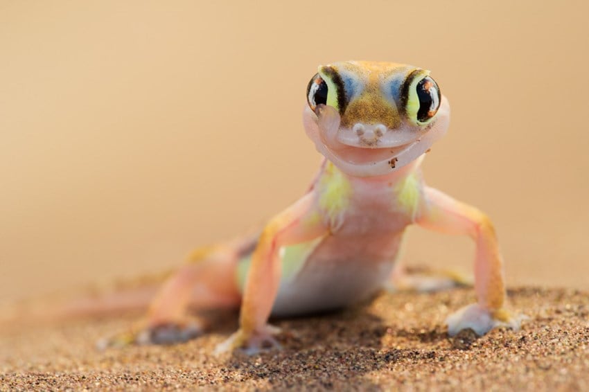Why does the Namib Sand Gecko have webbed feet?