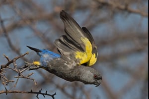 RUPPEL’S PARROT