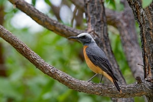 SHORT-TOED ROCK-THRUSH