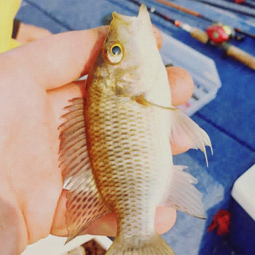Small fish, Zambezi, Namibia