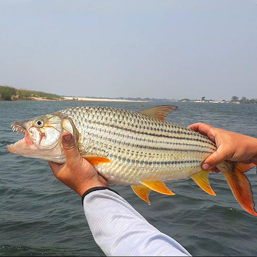 Tigerfish, caught at the Zambezi, Namibia