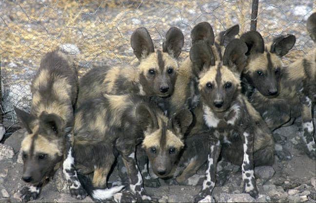 African Wild Dog