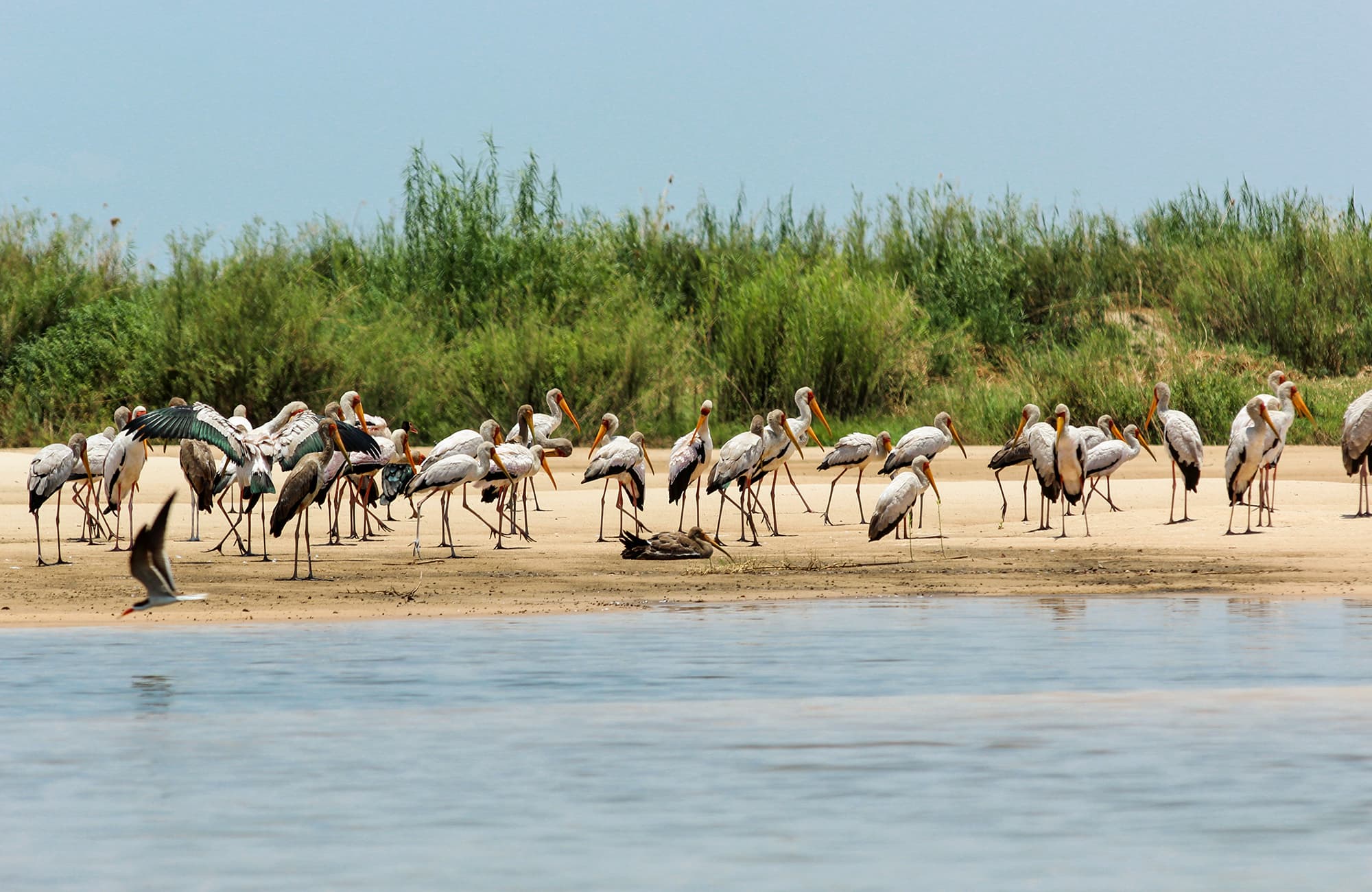 Zambezi Mubala Campsite