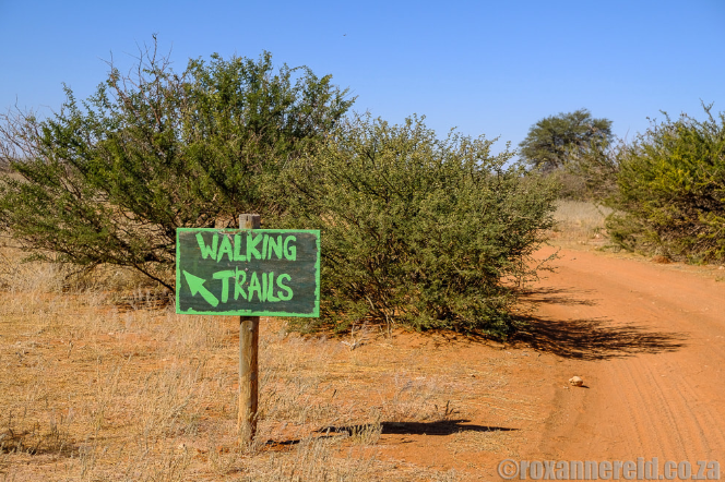 Kalahari Anib Lodge: 12 things to do in Namibia’s Kalahari